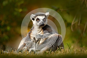 Ring-tailed Lemur, Lemur catta, with green clear background. large strepsirrhine primate in the nature habitat. Cute animal from M photo