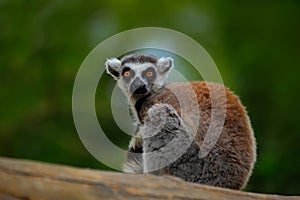 Ring-tailed Lemur, Lemur catta, with green clear background. large strepsirrhine primate in the nature habitat. Cute animal from