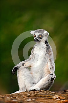 Ring-tailed Lemur, Lemur catta, with green clear background. large strepsirrhine primate in the nature habitat. Cute animal from photo