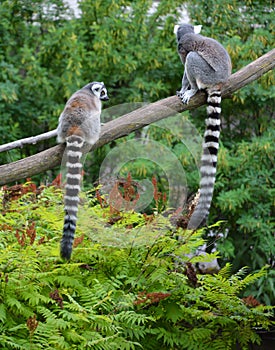 The ring-tailed lemur Lemur catta is a large strepsirrhine primate