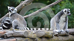 The ring-tailed lemur Lemur catta is a large strepsirrhine primate