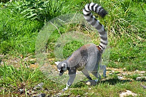 The ring-tailed lemur Lemur catta is a large strepsirrhine primate