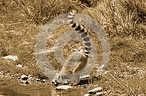 The ring-tailed lemur Lemur catta is a large strepsirrhine primate