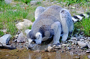 The ring-tailed lemur Lemur catta is a large strepsirrhine primate