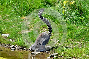 The ring-tailed lemur Lemur catta is a large strepsirrhine primate