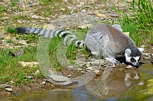 The ring-tailed lemur Lemur catta is a large strepsirrhine primate