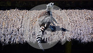 The ring-tailed lemur Lemur catta is a large strepsirrhine primate