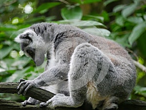 Ring tailed lemur Lemur catta is a large strepsirrhine primate