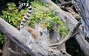 ring-tailed lemur Lemur catta