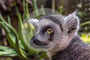 The ring-tailed lemur Lemur catta is a large strepsirrhine primate and the most recognized lemur due to its long, black and