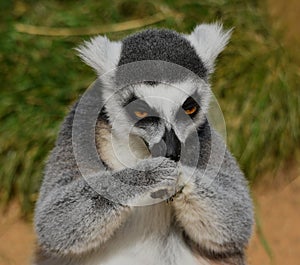 A ring-tailed lemur looking down with paws held together in front