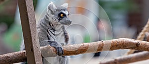 Ring-Tailed Lemur Lemur catta is a large strepsirrhine primate at Washington Park Zoo in Michigan City, Indiana