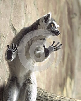 A ring-tailed lemur, Lemur catta, leans against a glass