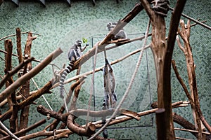 Ring-tailed Lemur Lemur catta looks out jumping playing zoo enclosure pet fluffy monkey watching playing games toys germany munich