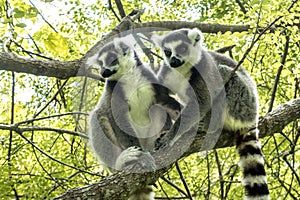 Ring-tailed Lemur, Lemur catta, Madagascar