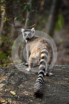 Ring tailed lemur, lemur catta, Madagascar