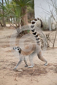 ring-tailed lemur, Lemur catta at Madagascar