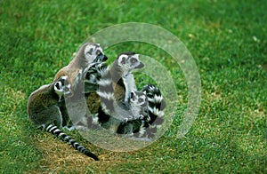 Ring Tailed Lemur, lemur catta, Mothers with Youngs