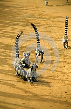 Ring Tailed Lemur, lemur catta, Mothers with Youngs on Back, Berenty Reserve in Madagascar