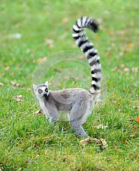 Ring tailed lemur Lemur catta