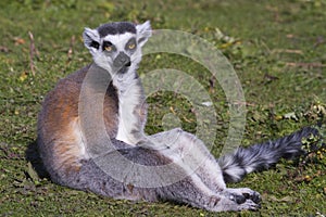 Ring-tailed lemur (Lemur catta)