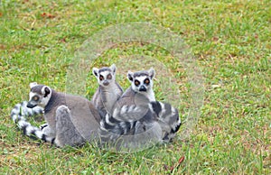 Ring-tailed lemur lemur catta