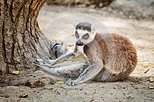 Ring-tailed Lemur `Lemur Catta` in safari-park