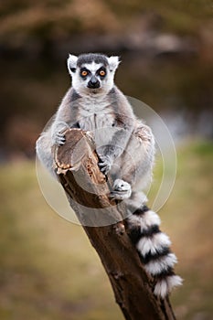 The ring-tailed lemur, Lemur catta sitting on a branch. Portrait of a primate with long, black and white ringed tail and orange ye