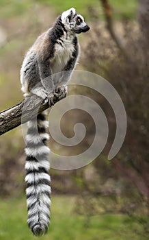 Ring-tailed lemur (Lemur catta) sitting on the tree branch.