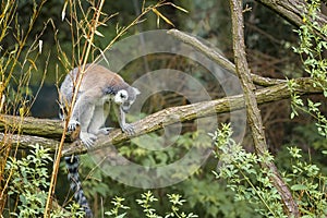 Ring Tailed Lemur, Lemur Catta, a strepsirrhini primate with an extremely long, heavily furred tail, covered with black and white