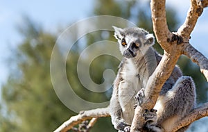 A ring-tailed lemur Lemur catta on tree