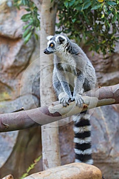 Ring tailed lemur (Lemur catta) in a zoo of Tenerife (Spain)