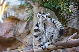Ring tailed lemur (Lemur catta) in a zoo of Tenerife (Spain)