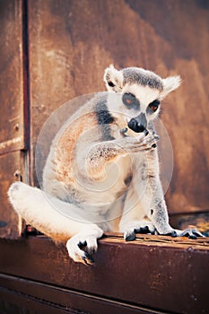 Ring-tailed lemur licking his paws