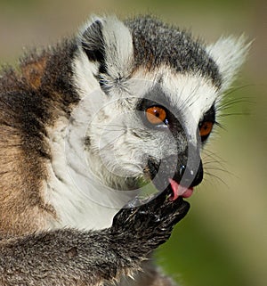 Ring Tailed Lemur licking paw