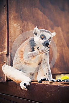 Ring-tailed lemur licking paw