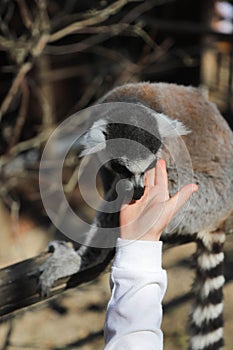 Ring tailed lemur licks the hand of a child