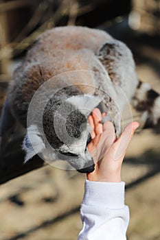 Ring tailed lemur licks the hand of a child