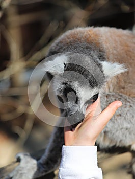 Ring tailed lemur licks the hand of a child