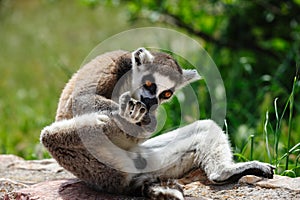 Ring-tailed Lemur licks his leg