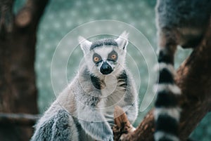 Ring-tailed lemur a limp looking straight at the camera in a zoo with colorful background