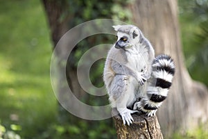 Ring-tailed lemur on a log