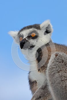 Ring-tailed Lemur looking like vampire