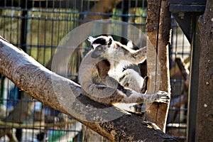 Ring-tailed lemur looking to the left in the zoo