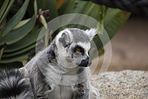 Ring-tailed lemur looking to it`s side