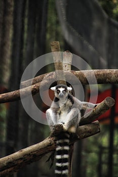 Ring Tailed Lemur Looking at You