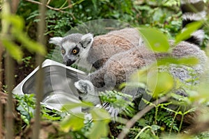 Ring tailed lemur looks around