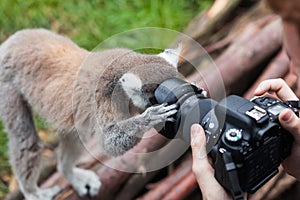 Ring-tailed lemur looks in camera lens