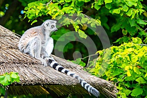 Ring-Tailed Lemur Lounging on Thatched Roof