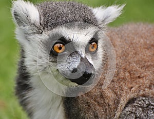 Ring-tailed Lemur from Madagascar